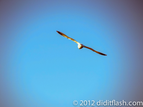 The Dream of Icarus