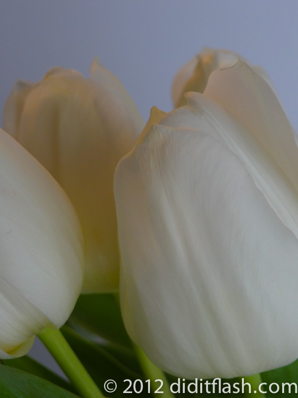 Promise of Spring